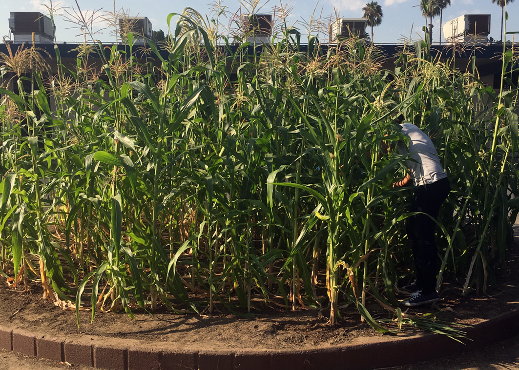 Corn grown 